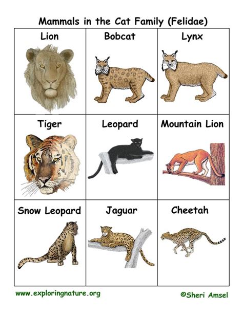 Cat Family Flashcards (Felidae)