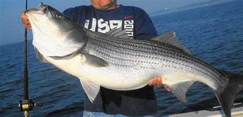 Maryland's new rockfish restrictions spark debate with season opening ...