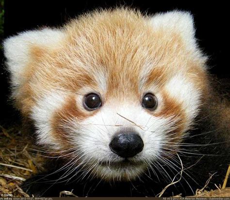 red panda - cutest animal in the world. | Red panda baby, Red panda ...