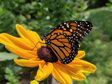 10 Unique Butterfly Species That Can Be Found In America - WorldAtlas