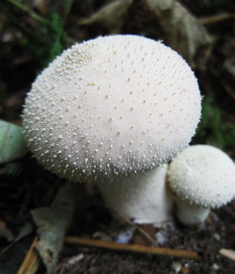 Puffballs – Identification, Distribution, Edibility – Galloway Wild Foods