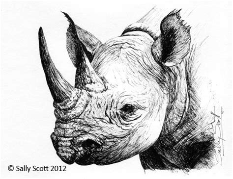 rhino drawing - Google Search | Animales africanos, Rinocerontes ...