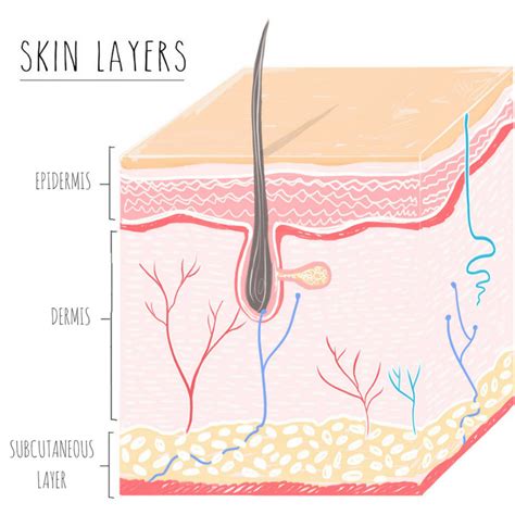 Skin Care 101: Layers and Functions of Skin