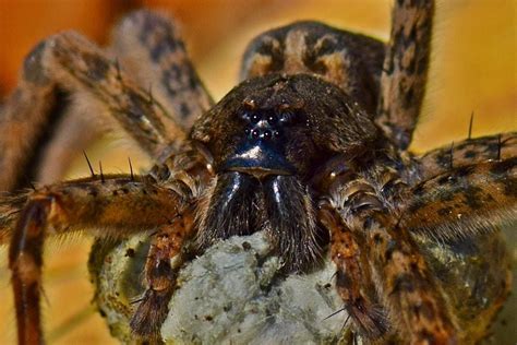 6 Scary-Awesome Spiders | by U.S. Fish and Wildlife Service | Updates ...