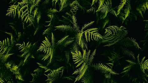 Plant 4k Wallpapers - Wallpaper Cave