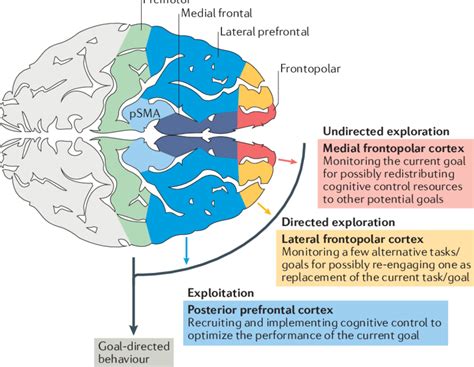 | Functional model of the frontopolar cortex in humans. We propose that ...