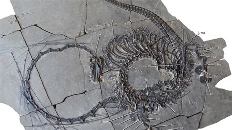 Experts reveal what 240 million-year-old fossilised Chinese dragon ...