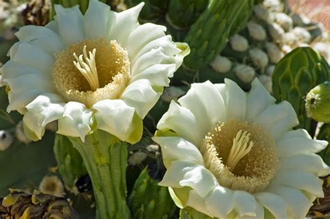 Flower Homes: Saguaro Flowers