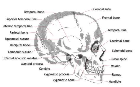 In The Diagram Which Is The Mastoid Process Mastoidectomy Ty