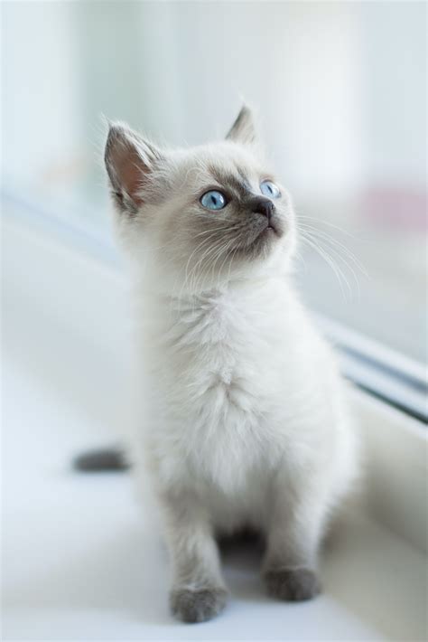 11 Amazing Facts About Cats - I Like Cats Very Much | Cat with blue ...