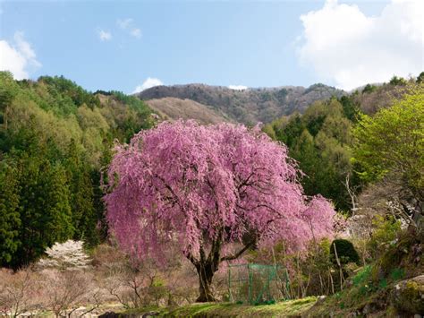 Weeping Cherry Tree Care: How To Plant A Weeping Cherry Tree