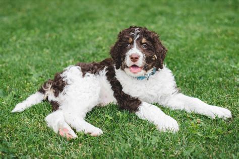 9 Cutest Bernedoodle Haircuts For Your Dog (With Pics)