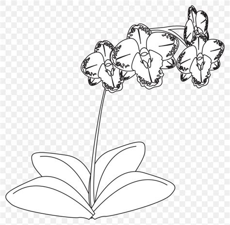 Drawing Orchids Black And White Line Art Clip Art, PNG, 1969x1935px ...