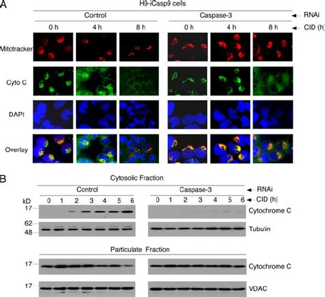 Caspase-9-mediated loss of ⌬␺ m through caspase-3. A, H9-iCasp9 cells ...