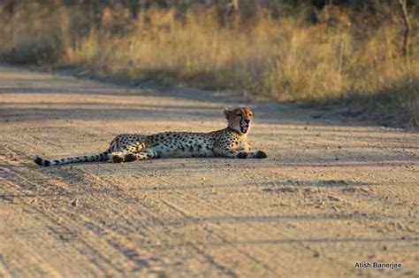 Why is the cheetah reintroduction in India a challenge?