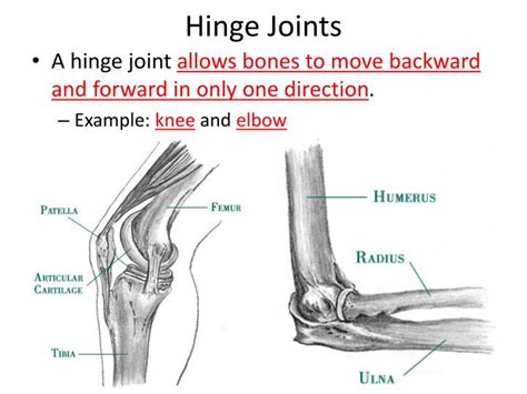 PPT - Human Biology Chapter 20 Support and Movement PowerPoint ...