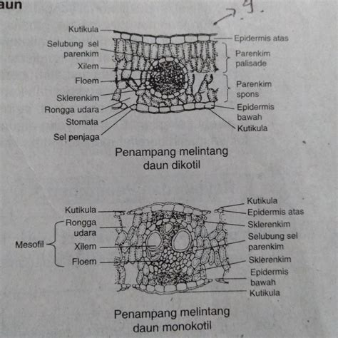 Sketsa Gambar Struktur Anatomi Daun Dikotil - IMAGESEE