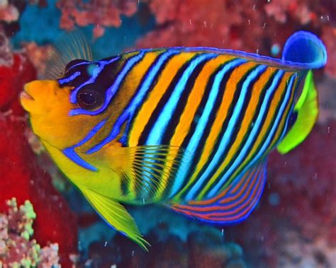 Royal Angelfish | Beautiful sea creatures, Tropical fish, Colorful fish