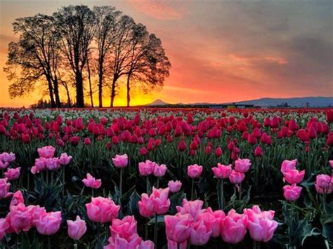 Tulip Garden - Kashmir travel guide