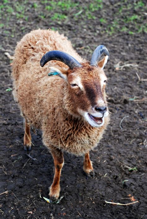 Primitive Soay Breed | A photograph of a Soay Sheep, a rare,… | Flickr