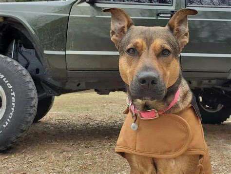 The Shepherd Pit: A Blend of Pitbull and German Shepherd Traits