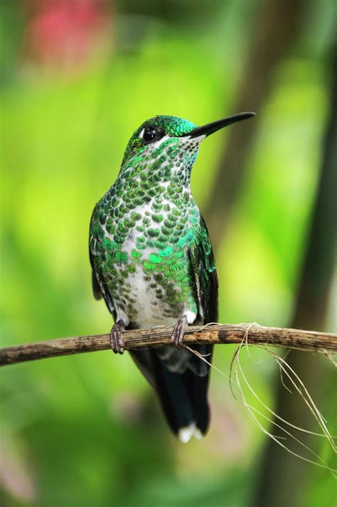 Hummingbird in Rainforest Photograph by Oscar Gutierrez - Pixels