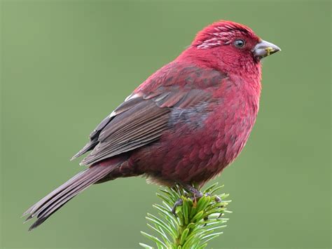 Taiwan Rosefinch - eBird