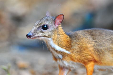 Mouse deer - KHAO SOK National Park, Thailand