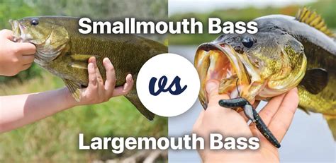 Smallmouth vs Largemouth Bass