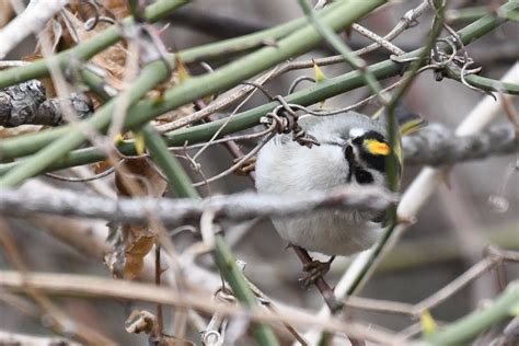 Kinglet For a Day - Birding, PI