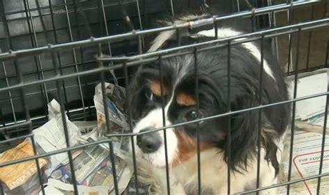 Animal cruelty: Sick reality INSIDE a puppy farm exposed as defenceless ...