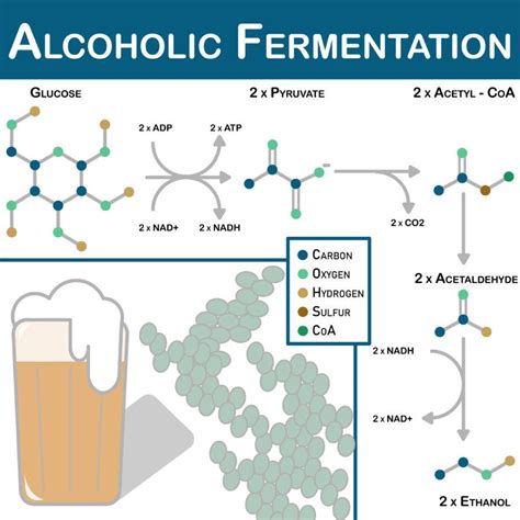 The fermentation process of alcohol - The Pitt News