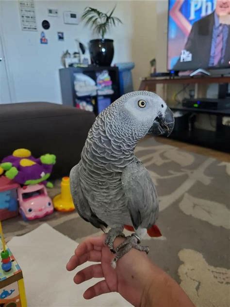 African Grey Talking and Tamed Parrot | Quick Market