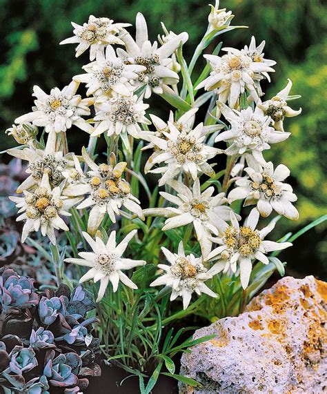 Edelweiss | Plants from Spalding Bulb | Edelweiss flower, Flower seeds ...