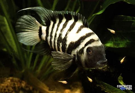 Convict Cichlid (Amatitlania nigrofasciata) Species Guide