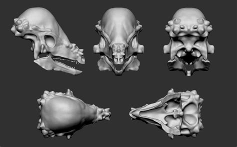 Raul Ramos Paleo Illustration: Pachycephalosaurus Skeleton