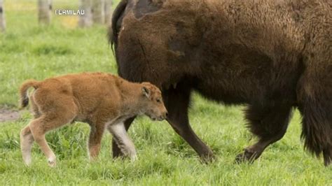 PHOTOS: Baby bison born at Fermilab; herd now at 18 | abc7chicago.com