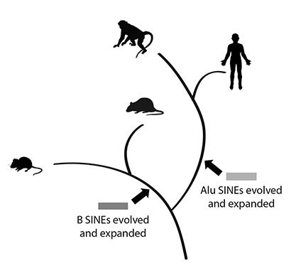 Study finds convergent evolution of gene regulation in humans and mice