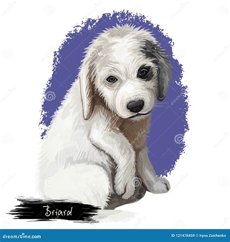 Briard Portrait Dog Breed Digital Art Illustration Stock Illustration ...