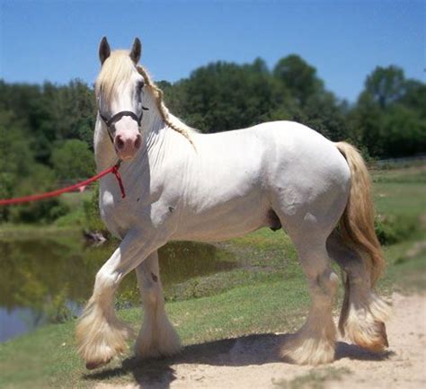 Shire Horse Breed Information, History, Videos, Pictures