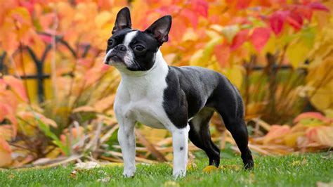 105+ Best Cute and Famous Boston Terrier Names