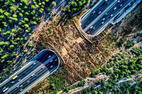 Caltrans Provides Update on World’s Largest Wildlife Crossing | Websleuths