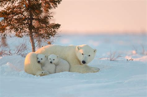 animals, Polar Bears, Snow, Baby Animals Wallpapers HD / Desktop and ...