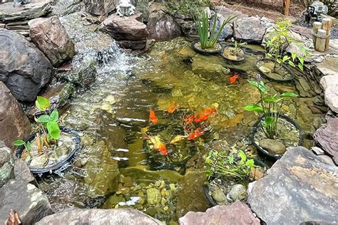 This Is How Long Koi Fish And Goldfish Can Live In A Pond