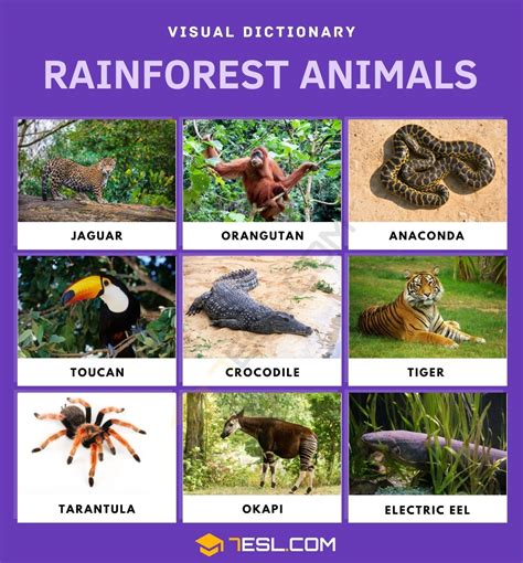 List of Rainforest Animals in English with Facts and Pictures • 7ESL