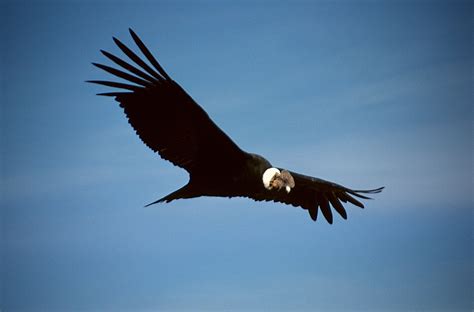 What is a condor in golf? We explain the rarest of birds in golf