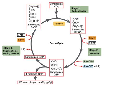 What happens during the Calvin-Benson cycle, or dark reaction? | Socratic