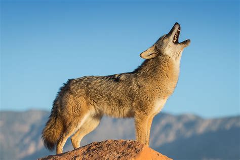 Grand Canyon National Park Wildlife