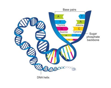 DNA Structure | Biology Dictionary