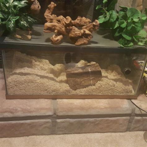 Best 15 Gallon Reptile Tank With Bottom Heater And All Accessories for ...